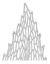 Goniobryum subbasilare, leaf apex. Drawn from W. Martin 245.13, CHR 608307, and G.O.K. Sainsbury 3223, CHR 483597.
 Image: R.C. Wagstaff © Landcare Research 2016 